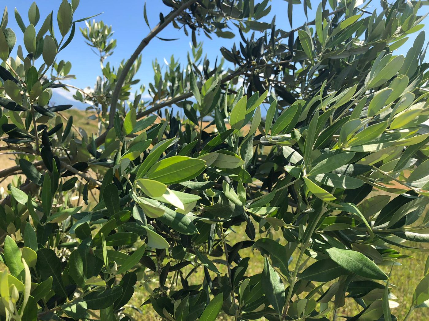 Rami di olivo carichi di olive